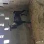 ولد ولد وعل 