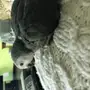 فرخ كاسكو انتاج محلي عمر شهرين 