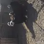 للبيع 4 نعاج نجديات منها 3 دفيع قريبه ولاده