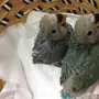 فروخ روز غر للبيع