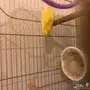 كناري ذكر للبيع