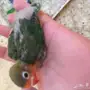 فرخ فيشر