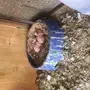 ثلاث اجواز شيرازي 
