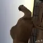 فحل اوضح للبيع 