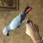 كاسكو محجل ومتكلم 