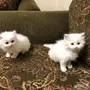 قطط شيرازي 45 يوم للبيع