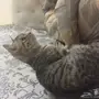قطط للتبني العاجل النواريه