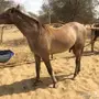 مهر للببيع. الليث 