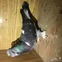 ذكر تركي 