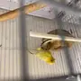 زوج كناري ايطالي