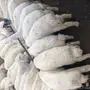 بهم للبيع جمله وتفريد