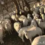طليان ورخال للبيع حريات