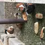 وبر بلدي  وبران بلديه