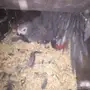 جوزين كاسكو كونغو جاهزة ومتوالفه 