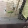 دره للبيع ذكر 