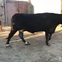 بقرة هولندية أنثى - جده - الخمره