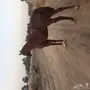 فرس انجليزية للبيع عاجل 