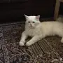 قط اليف جدا للبيع