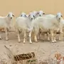 6 طليان حريه للبيع
