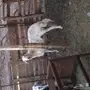 نعجة تحتها خروف عمره اسبوع  وسنها سدس 