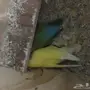 جوز روز منتج 
