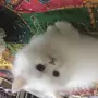 قطة شيرازي ابيض كوين مميزة هالف بيكي شهرين