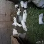 وبران فرنسي