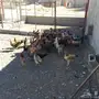 دجاج بياض 