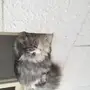 قطة شيرازي للبيع 