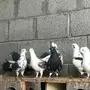 حمام مشكل   البيع جمله 
