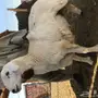 طليان للبيع