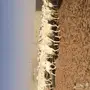 للبيع غنم حرية عددها 70