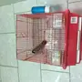 للبيع نغري عراقي 