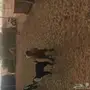معزا عارضيات 
