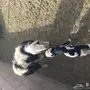 شياه نجد مواليد