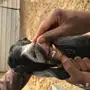 عنز تحتها جفرة