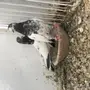 اجواز باكستانيه بيور تب التب 