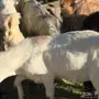 للبيع تيس شحم ولحم سمين جدآ ونظيف