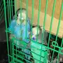 طيور حب للبيع
