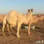 أبل مع فحلها