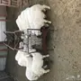 10 طليان بهم نظاف وكفو