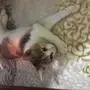كتن للتبني بالاحساء