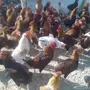 ديوك للبيع عدد 70 عمر 8 شهور 