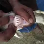 فحولة ضأن للبيع. الليث  غميقه 