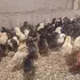 صوص بلدي 
