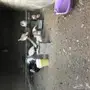 دجاج رومي
