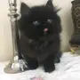 شيرازي درجة أولى (بيكي فيس) Shiraz Picky Face