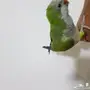 لبيع طير كويكر اليف حمام وجميل ومتكلم