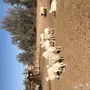 غنم حريات للبيع 