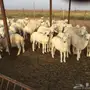 طليان ورخال حريه للبيع الموقع القنفذه